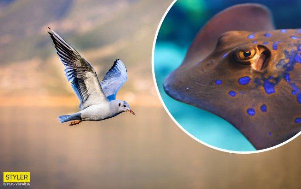 На украинском курорте туристку травмировал скат, которого она спасла от чайки