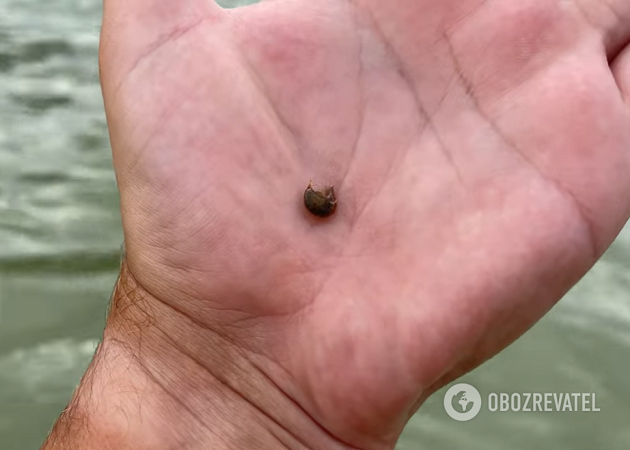 Блогер показал морских блох в Геническе