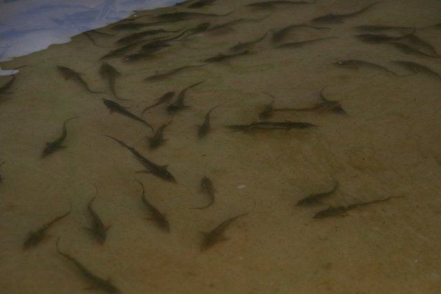 В низовьях Днепра выпущено уже полтора миллиона осетровых видов рыб