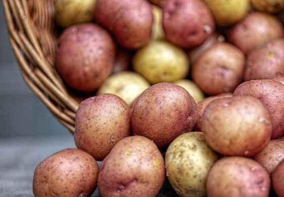 Урожай картофеля погибает на полях: цены на популярный овощ кардинально изменятся