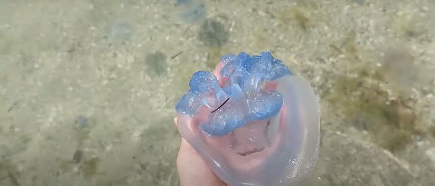 В море много медуз.