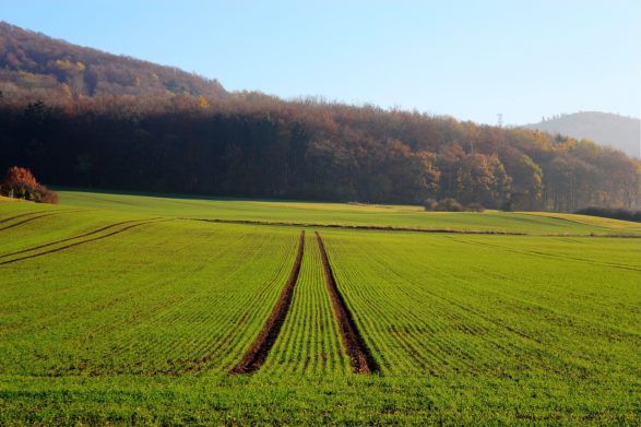 Рынок земли: украинцам сообщили стоимость гектара по опыту первого месяца продаж