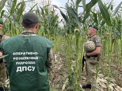 Прикордонники виявили поле засаджене коноплею