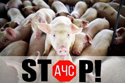 Африканська чума свиней на Херсонщині - зафіксовано два спалахи