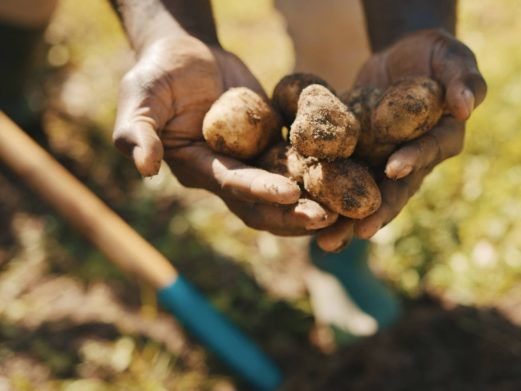 Украина рискует остаться без урожая картофеля: херсонские фермеры назвали причину