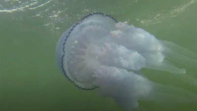 Кількість медуз в Азовському морі збільшуватиметься