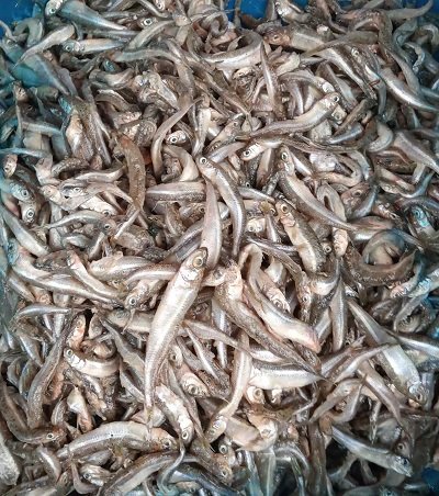 Херсонський рибпатруль вилучив майже 100 кг незаконно виловленої риби