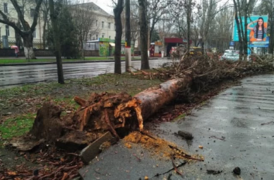 В Херсоні на вулицях небезпечно: на Ушакова впала ще одна тополя