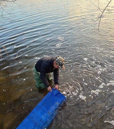 У Дудчанській затоці відбулось зариблення спеціального товарного рибгоспу