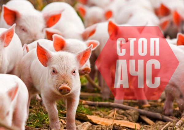 У Херсонській області – спалах африканської чуми свиней