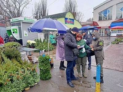 У Великокопанівському лісництві вже склали протоколи за незаконну рубку новорічних ялинок