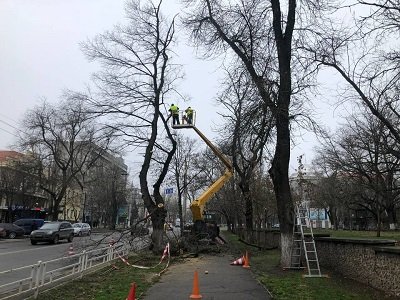 На магістральних дорогах Херсона мають спиляти 138 аварійних дерев