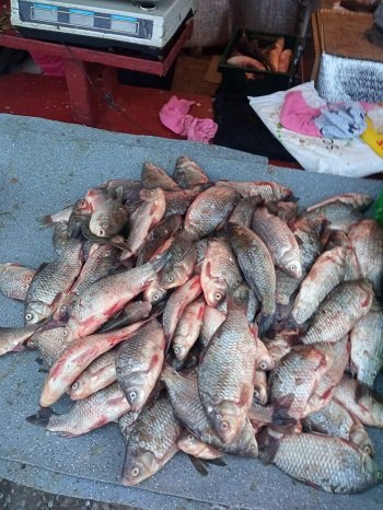 За дві доби рибпатруль на Херсонщині вилучив 68 кг незаконно виловленої риби