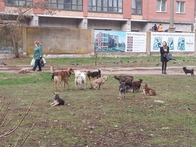 У районі Житлоселище в Херсоні бігають зграї бродячих собак