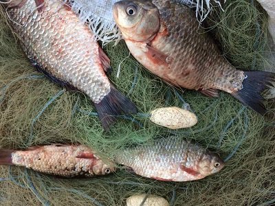 За тиждень браконьєри «наловили» риби на 374 тис. грн.