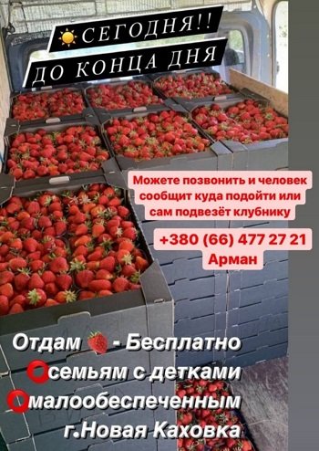 Фермери Херсонщини роздають полуницю малозабезпеченим аби не продавати до Криму
