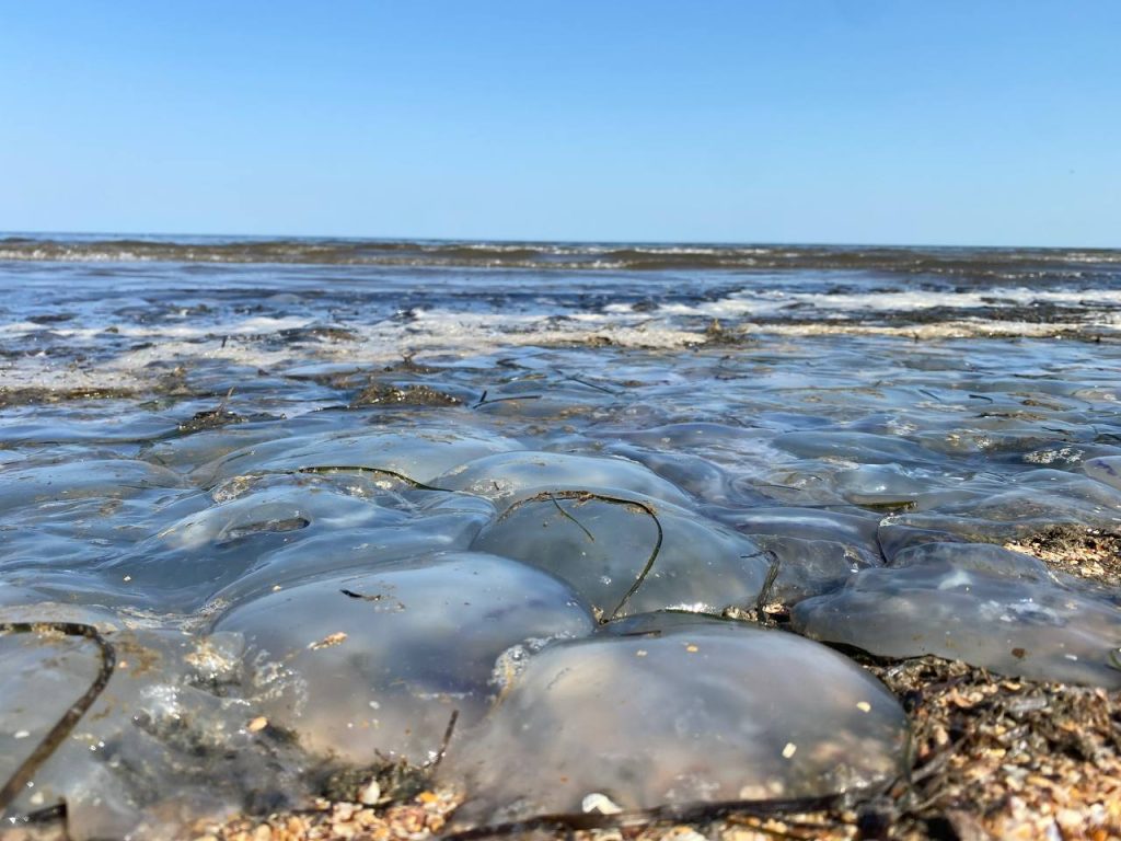 Арабатскую Стрелку оккупировали медузы: море превратилось в желе