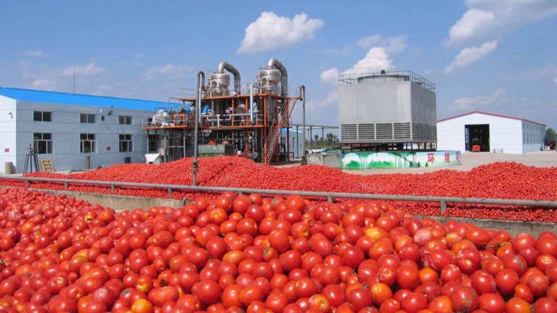 На Миколаївщині відновлюють роботу заводи з переробки томатів, доля таких заводів на Херсонщині – невідома
