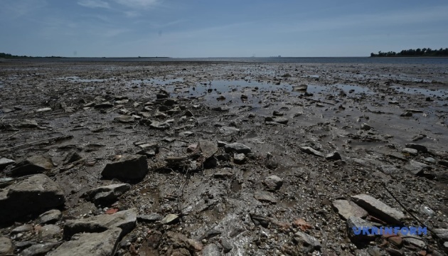 Під Одесою у морі знайшли собаку, який на дошці доплив з Херсона