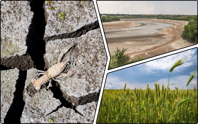 Дно Каховського водосховища планують засіяти зерновими