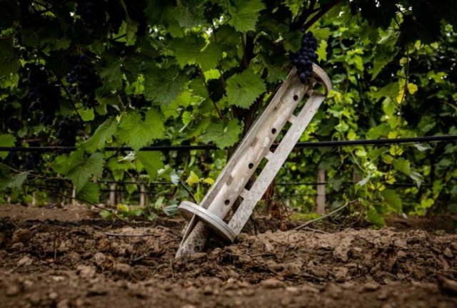 У великого виробника винограду на Херсонщині збереглося до 15% насаджень