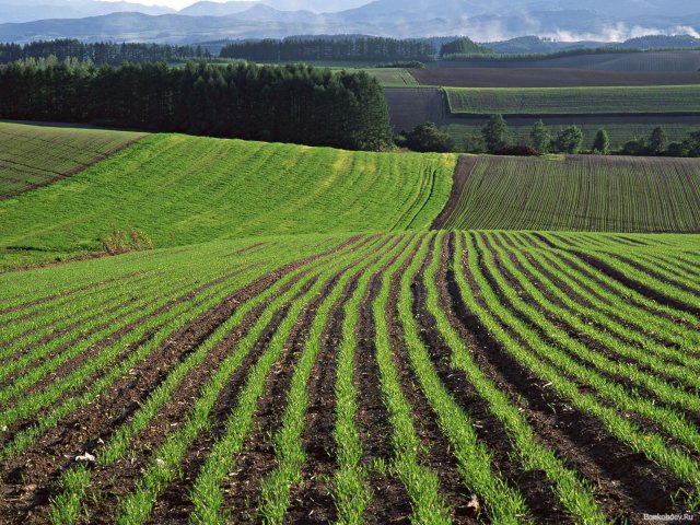 Окупаційна адміністрація розпочала надавати сільськогосподарські земельні ділянки фермерам-колабарантам