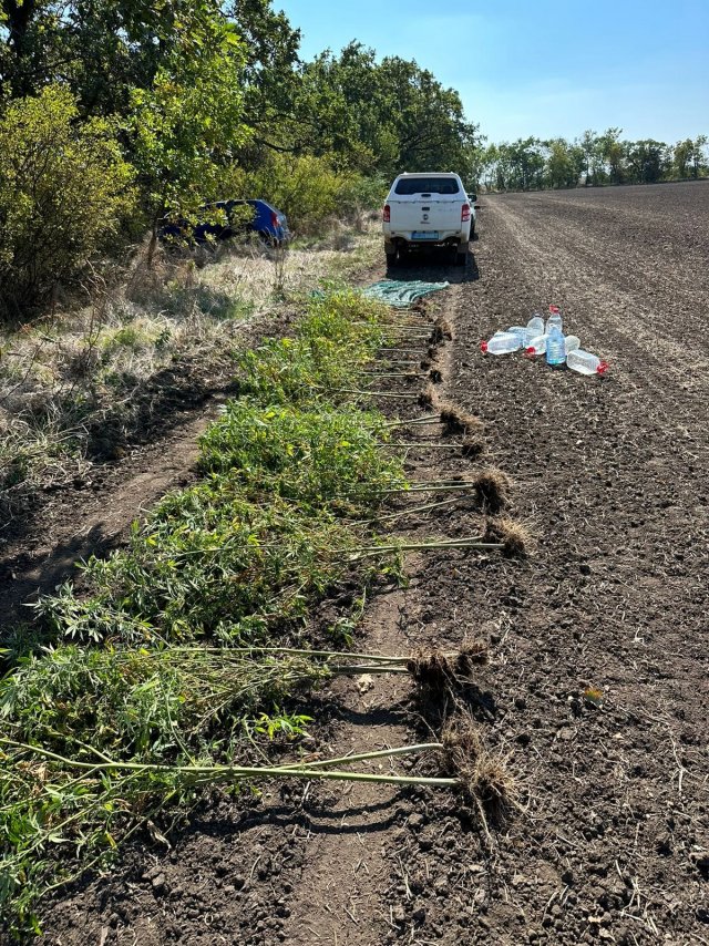 Бериславські поліцейські вилучили 43 кущі конопель у жителя Високопільської громади