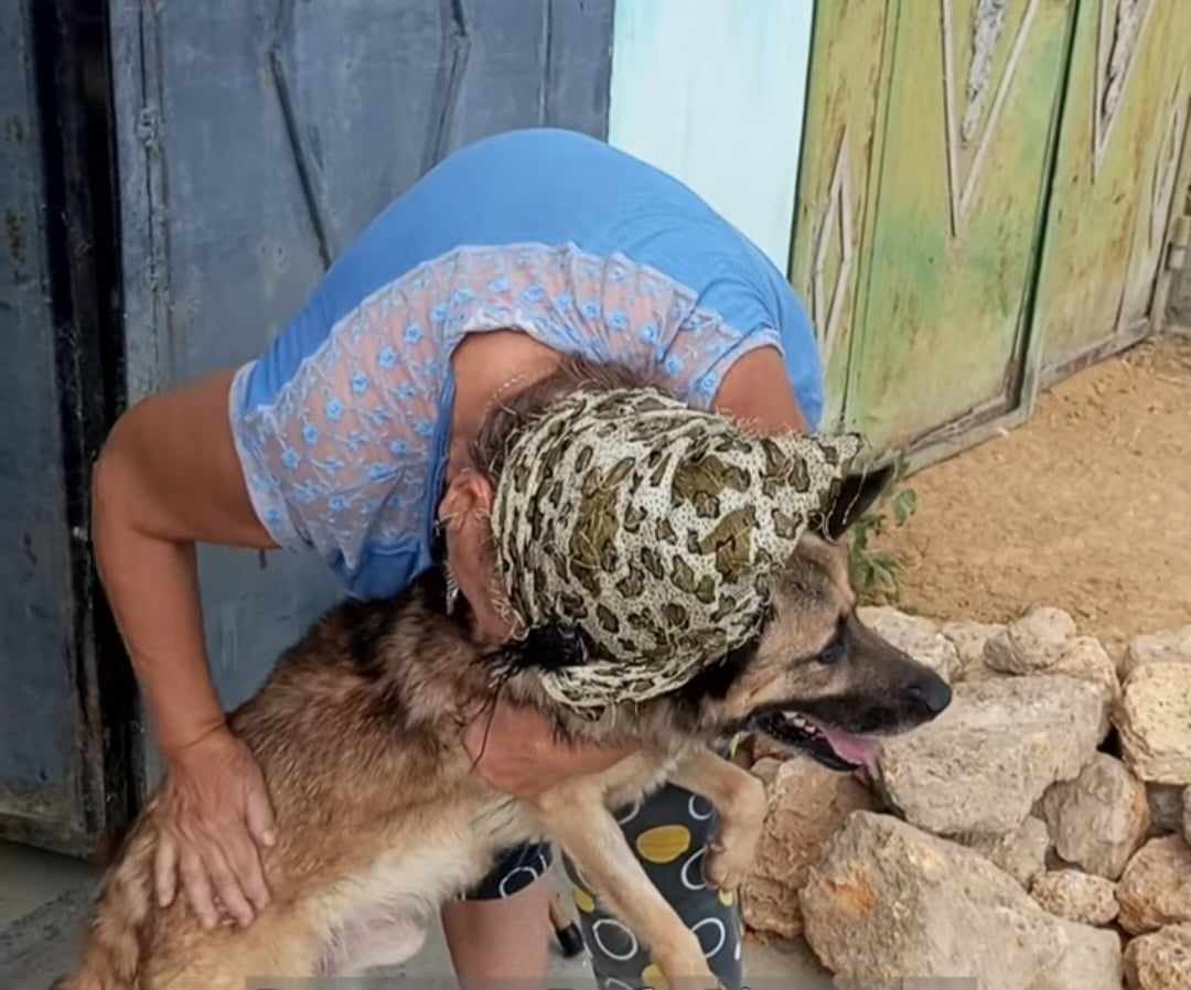 Волонтери повернули додому собаку, який загубився після підриву росіянами греблі Каховської ГЕС