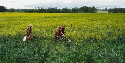 За розмінування земель сільгосппризначення доводиться платити фермерам та селянам