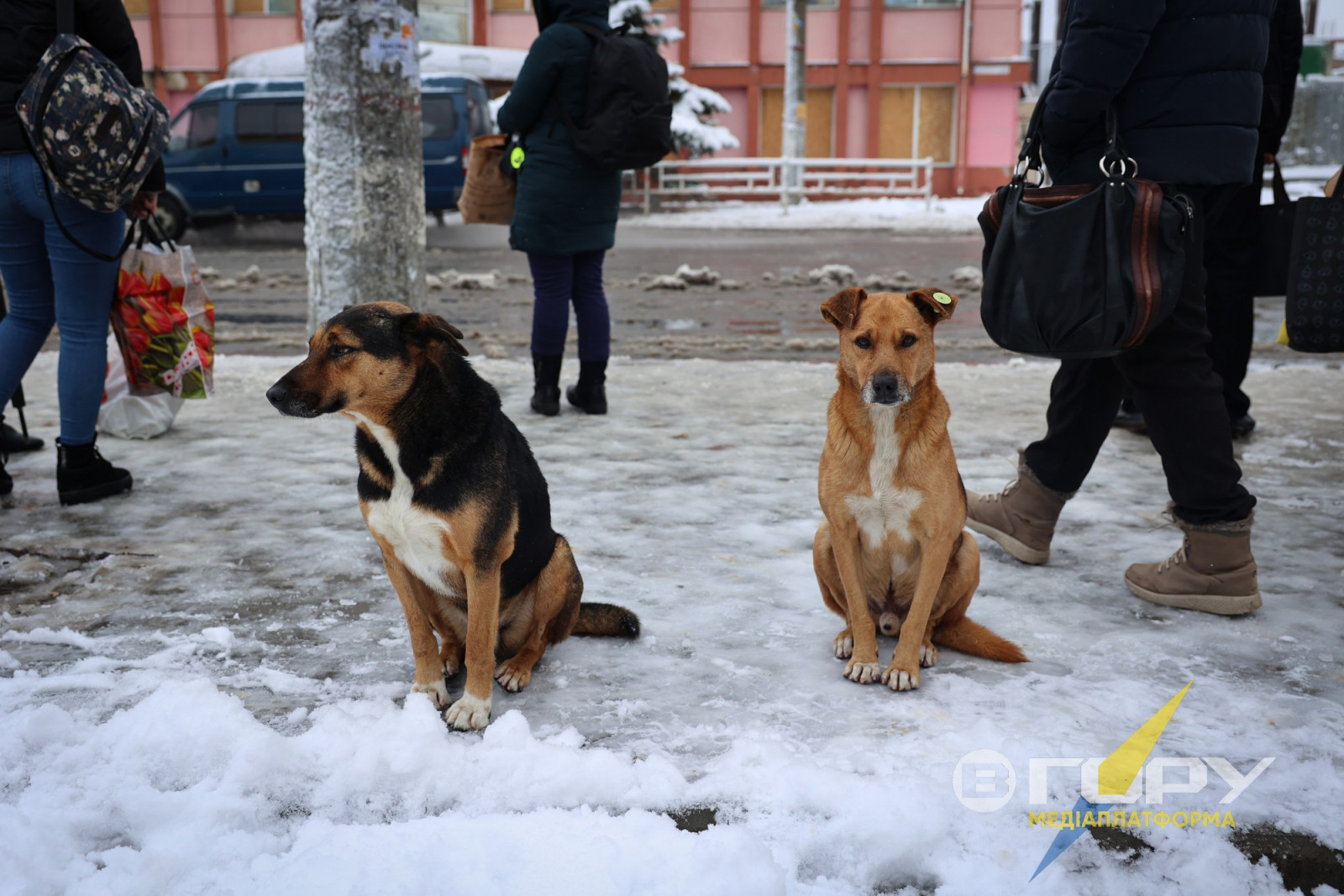 Песиків зимова погода теж заскочила зненацька.