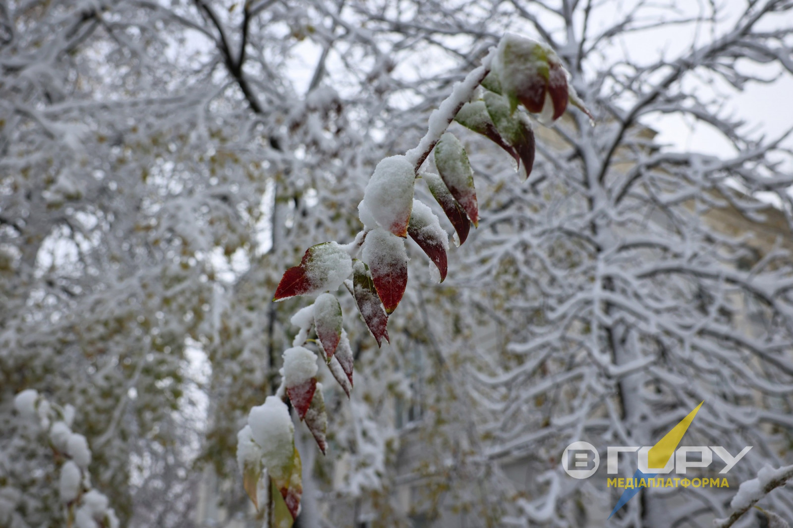 Через дивовижно теплу осінь ще не все листя на деревах встигло пожовтіти та опасти, багато крон стоять зеленими й мають дуже мальовничий вигляд.