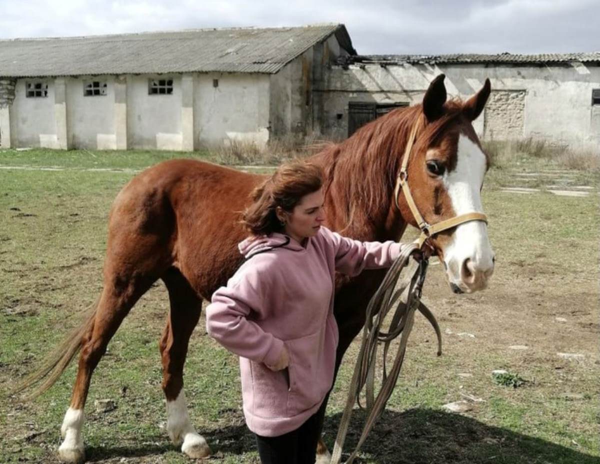 Пораненого коня з Херсона лікують в Одеській області