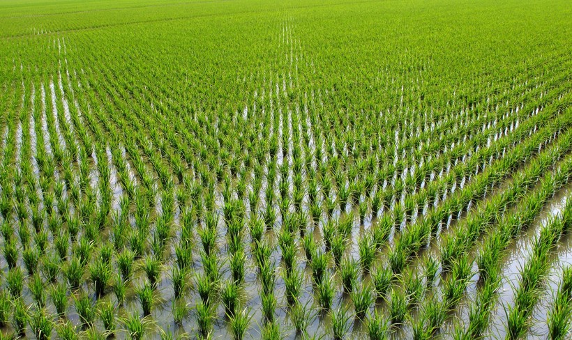 На лівобережжі Херсонщини більше не можливо вирощувати сою, ріпак, кукурудзу та рис