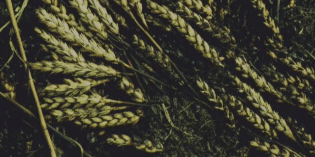 Як і куди росіяни вивозять українське зерно