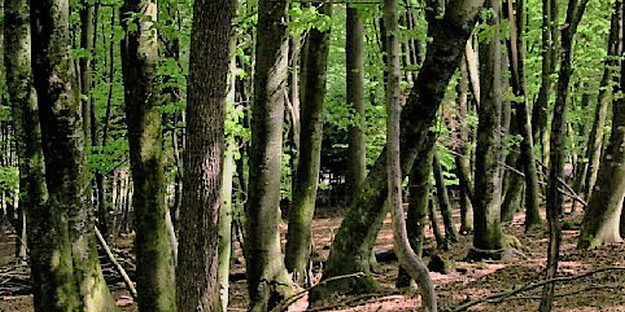 На Херсонщині за два минулих роки було втрачено більше 5,5 тисяч га лісу