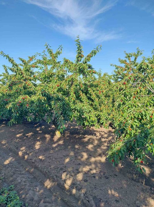 Черешні під обстрілами: фермер із Херсонщини сам розміновує поля й відновив фруктовий сад