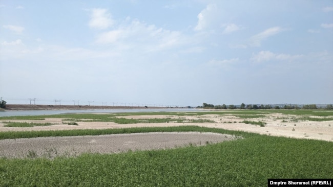 Висохле Каховське водосховище заростає травою, серпень 2023 року