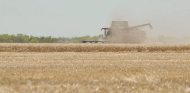 Попри обіцяний високий врожай пшениці окупанти оголосили режим НС