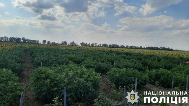 На Херсонщині поліцейські виявили посіви коноплі вартістю понад 40 мільйонів гривень