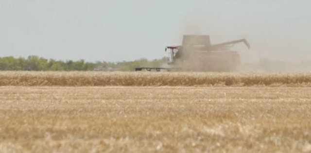 Зі збиранням врожаю у окупантів одночасно і надзвичайна ситуація, і «непоганий результат»