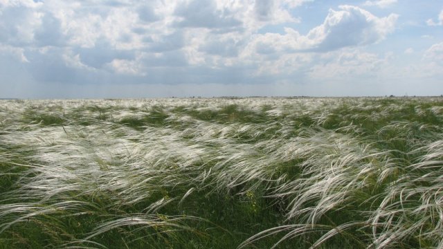 Знищена бичача сперма та квіти, що ростуть спонтанно: наслідки війни для заповідника "Асканія-Нова" — директор