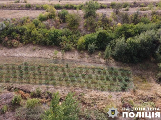 На Херсонщині поліцейські виявили наркопосів вартістю понад 10 мільйонів гривень