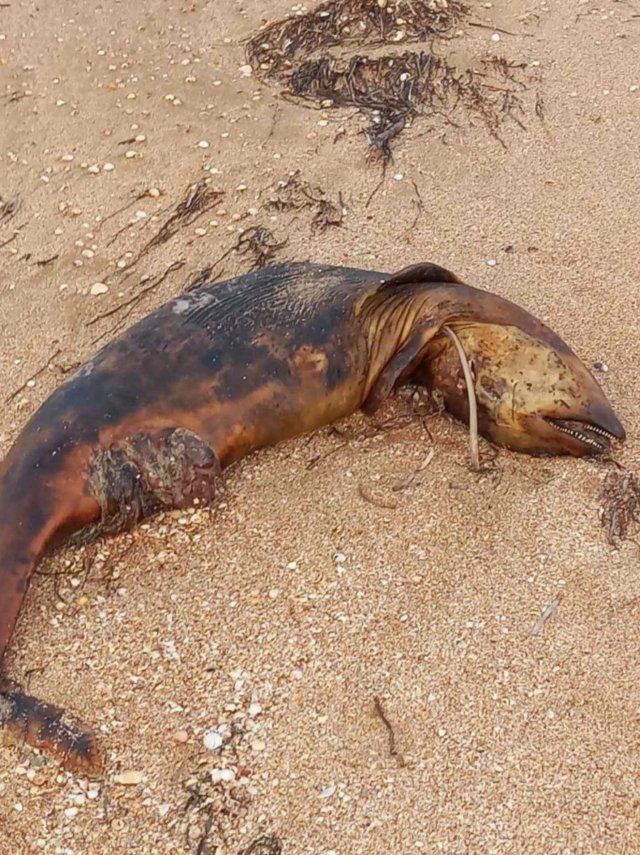 В Азовському морі на Херсонщині меншають медузи і помирають дельфіни