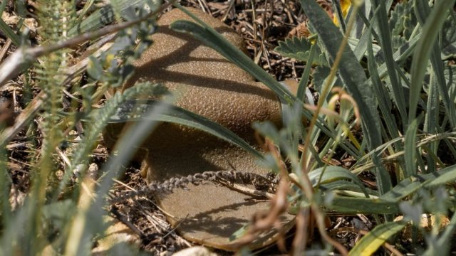 Окупанти дистанційно мінують Херсон. Якими вулицями треба пересуватись обережно — перелік