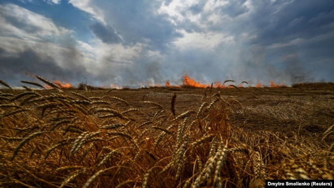 Українські поля під час повномасштабної війни