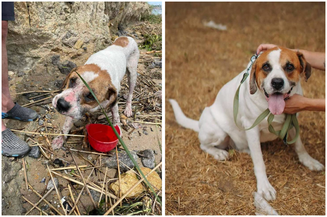 Фото: Animal SOS Odessa