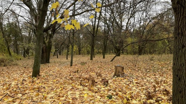 Синоптики попереджають про посилення вітру на Херсонщині