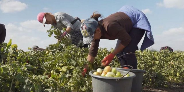 Сільське господарство окупанти занапастили