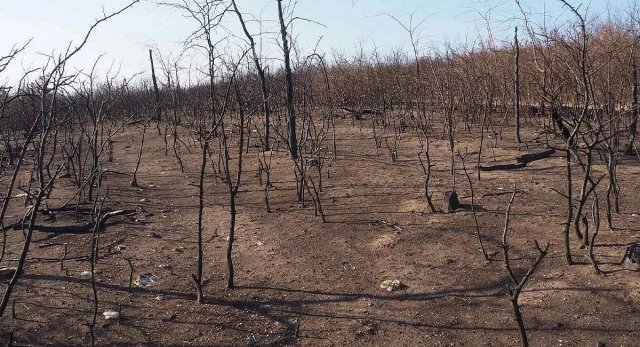 Апокаліптичний пейзаж у природному парку, або Екологічні наслідки війни в Кам'янській Січі