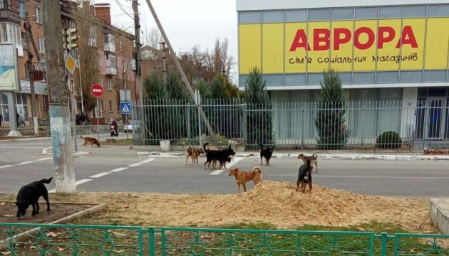 Захоплена Нова Каховка потерпає від нашестя бродячих тварин - «Жовта стрічка»